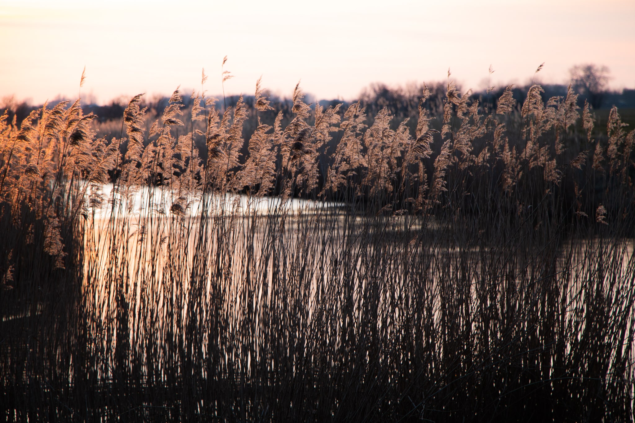 Nature Zeeland