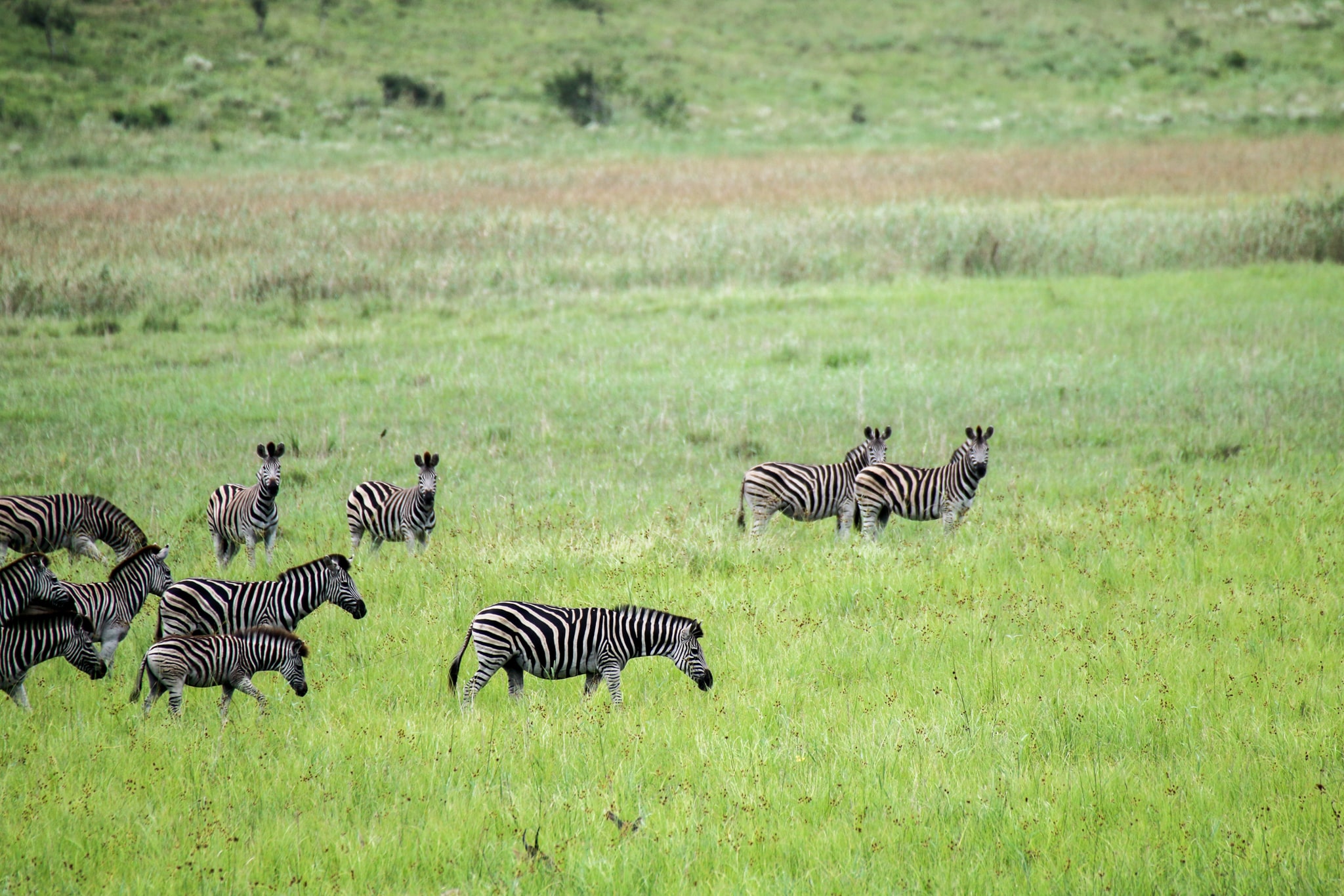 Zebra's Mozambique