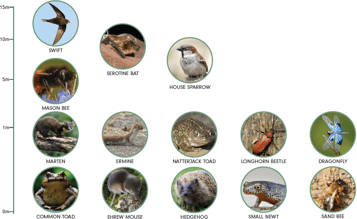 Local species